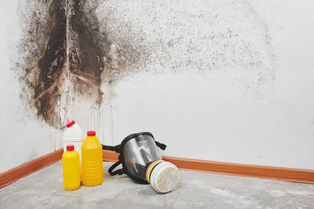 Best Mold Removal Near Me  in Mccamey, TX