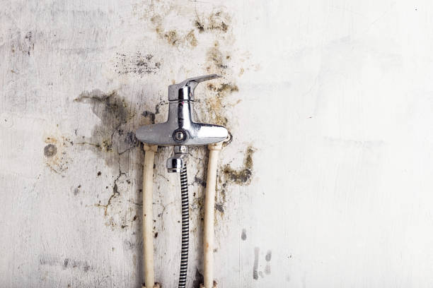 Best Commercial Mold Removal  in Mccamey, TX