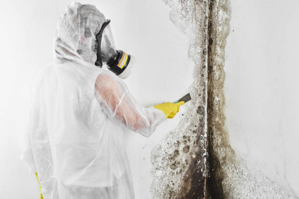 Best Certified Mold Removal  in Mccamey, TX