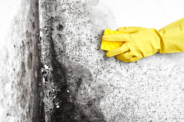 Best Home Mold Removal  in Mccamey, TX