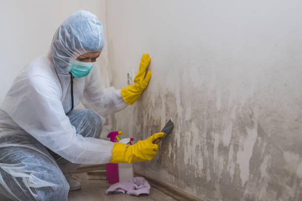 Best Mold Removal Company Near Me  in Mccamey, TX
