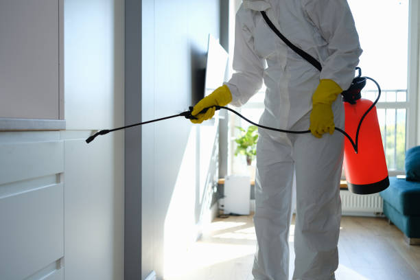 Best Best Mold Removal Companies  in Mccamey, TX
