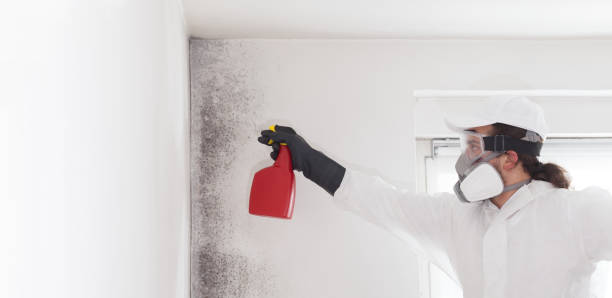 Best Professional Mold Removal  in Mccamey, TX