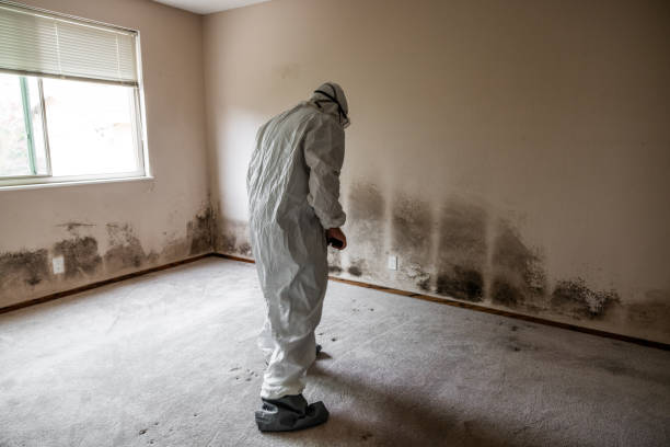 Best Fast Mold Removal  in Mccamey, TX