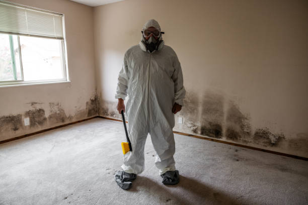 Best Black Mold Removal  in Mccamey, TX