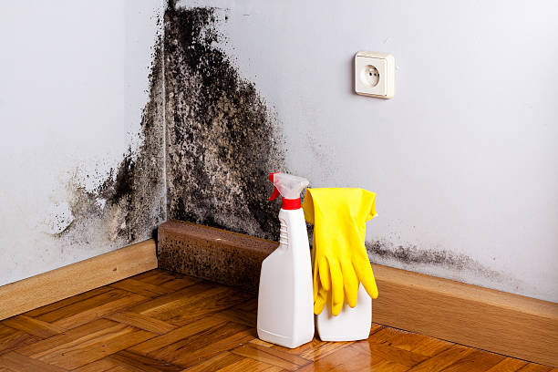 Crawl Space Mold Removal in Mccamey, TX