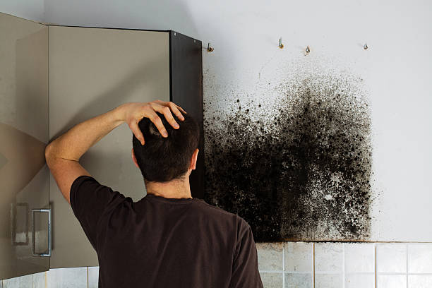 Best Mold Removal Specialists  in Mccamey, TX